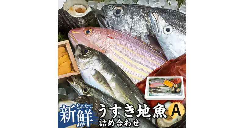 【ふるさと納税】豊後水道 うすき 地魚 詰め合わせ Aセット 1箱分【下処理対応可】ランダム おまかせ 魚 旬 新鮮 魚介類 生魚 海鮮 冷蔵 大分県 臼杵市 送料無料