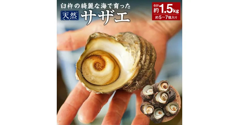 【ふるさと納税】臼杵の綺麗な海で育った 天然サザエ 合計約1.5kg 約5～7個 産地直送 魚介 魚介類 新鮮 特産品 国産 刺身 つぼ焼き お取り寄せ 送料無料