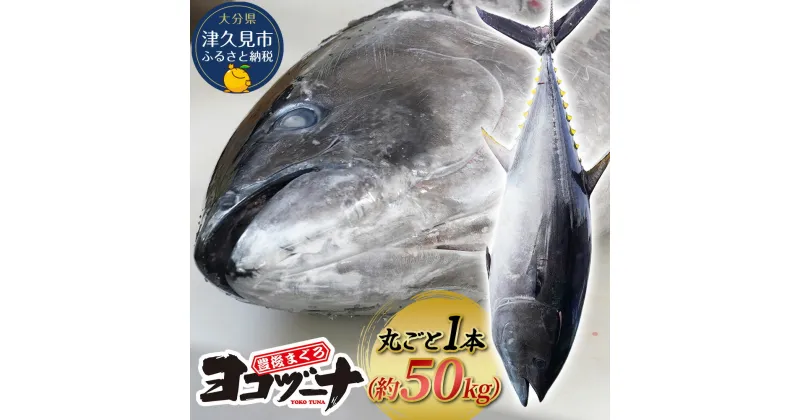 【ふるさと納税】マグロ まるごと1本 約50kg 豊後まぐろヨコヅーナ 大分県津久見市産 マグロ まぐろ 鮪 丸ごと 赤身 大トロ 中トロ トロ 刺身