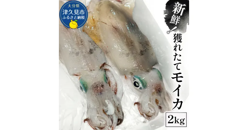 【ふるさと納税】獲れたて モイカ 2kg(2～4杯) 新鮮 アオリイカ イカ 刺身 刺し身 もいか あおりいか 水いか 水イカ 大分県産 九州産 津久見市 国産 送料無料【発送は、2024年11月上旬より順次出荷予定】