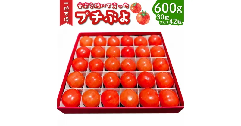 【ふるさと納税】音楽を聴いて育った プチぷよ🍅 一粒万倍 黒／赤BOX【30粒or42粒】約600g プチぷよ ミニトマト トマト とまと 野菜 高糖度 箱 国産 大分県産 竹田市 送料無料【2024年11月上旬まで発送予定】