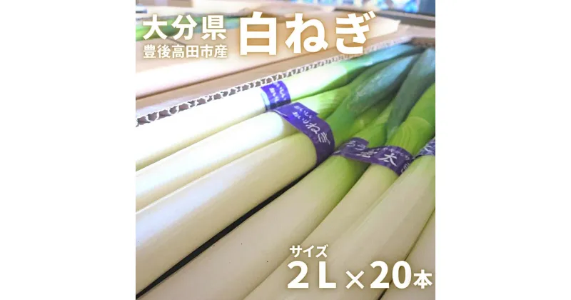 【ふるさと納税】先行予約 あっぱれ！ 白ねぎ 田舎育ち 2L サイズ・20本 長ネギ 長ねぎ ネギ 野菜 大分県産