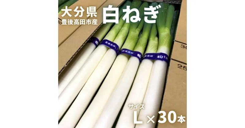 【ふるさと納税】先行予約 あっぱれ 白ねぎ 田舎育ち Lサイズ 30本 白ねぎ 長ネギ 長ねぎ ネギ 野菜