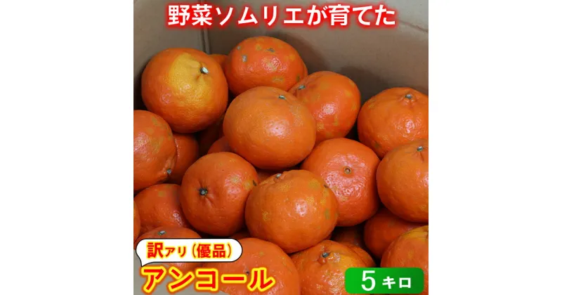 【ふるさと納税】【訳あり・優品】野菜ソムリエ石児さんの「アンコール 5kg」 ミカン みかん 柑橘 5kg 訳あり 甘い 柑橘類 アンコール フルーツ 3月 先行予約 ＜103-019_5＞