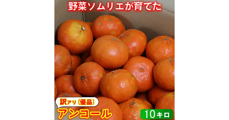 【ふるさと納税】【訳あり・優品】野菜ソムリエ石児さんの「アンコール 10kg」 ミカン みかん 柑橘 10kg 訳あり 甘い 柑橘類 アンコール フルーツ 3月 先行予約 ＜103-020_5＞