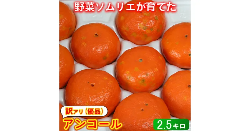 【ふるさと納税】【訳あり・優品】野菜ソムリエ石児さんの「アンコール 2.5kg」 ミカン みかん 柑橘 2.5kg 訳あり 甘い 柑橘類 アンコール フルーツ 3月 先行予約 ＜103-018_5＞