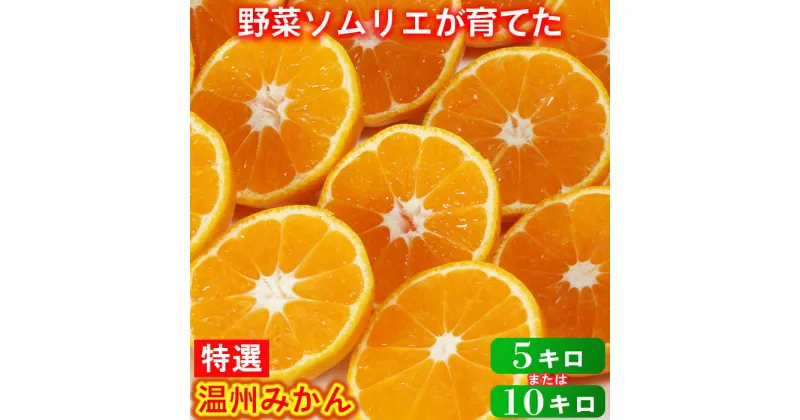 【ふるさと納税】温州みかん 特選 5kg〜10kg ミカン みかん 柑橘 5kg 10kg 柑橘類 先行予約 11月 12月 1月 甘い 温州みかん フルーツ 果物 野菜ソムリエ石児さん 豊予農場 ＜103-701＞