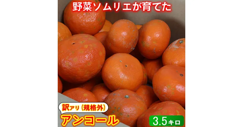 【ふるさと納税】【訳あり・規格外品】野菜ソムリエ石児さんの「アンコール 3.5kg」 ミカン みかん 柑橘 3.5kg 訳あり 甘い 柑橘類 アンコール フルーツ 3月 先行予約 ＜103-017_5＞