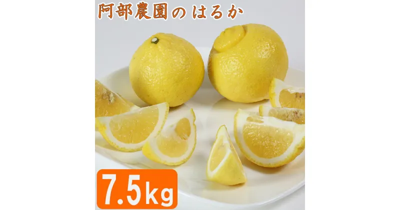 【ふるさと納税】【訳あり品】阿部農園の「はるか 約7.5kg」 みかん 柑橘類 はるか 先行予約 3月 訳あり 数量限定 フルーツ 黄色いみかん ＜112-010_5＞