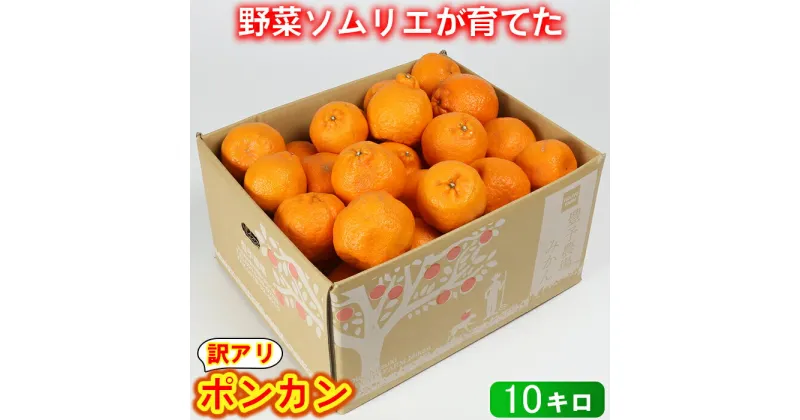 【ふるさと納税】【訳あり・規格外品】野菜ソムリエ石児さんの「ポンカン（みかん） 10kg」 ミカン みかん 柑橘 10kg 柑橘類 ぽんかん 訳あり フルーツ 1月 2月 先行予約 ＜103-010_5＞