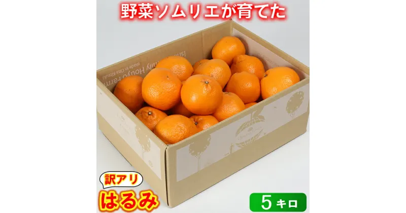 【ふるさと納税】【訳あり・規格外品】野菜ソムリエ石児さんの「はるみ 5kg」 ミカン みかん 柑橘 5kg 柑橘類 はるみ 訳あり フルーツ 1月 2月 先行予約 ＜103-011_5＞