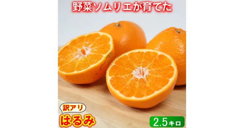 【ふるさと納税】【訳あり・優品】野菜ソムリエ石児さんの「はるみ 2.5kg」 ミカン みかん 柑橘 2.5kg 柑橘類 はるみ 訳あり フルーツ 1月 2月 先行予約 ＜103-027_6＞