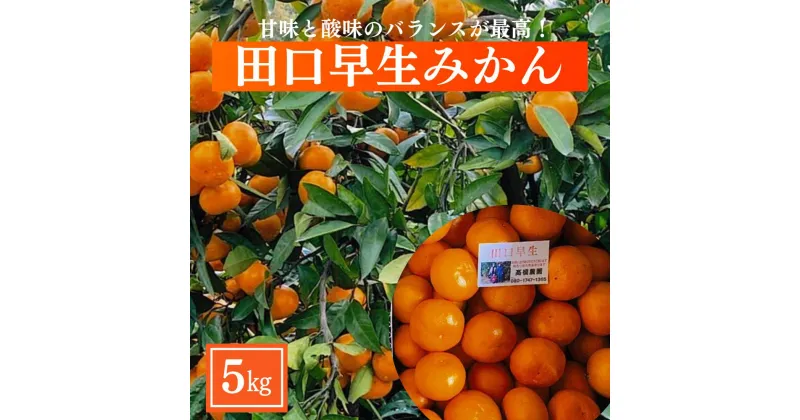 【ふるさと納税】＜先行予約受付中！2024年12月上旬より順次発送予定＞みかん田口早生(約5kg・補償分0.3kg)みかん ミカン 蜜柑 柑橘 フルーツ 果物 くだもの 果実【109800200】【高橋　憲明】