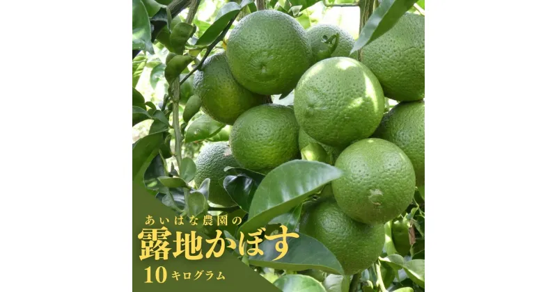 【ふるさと納税】露地カボス(約10kg)かぼす カボス 柑橘 特産品 大分県産【107100800】【あいはな農園】