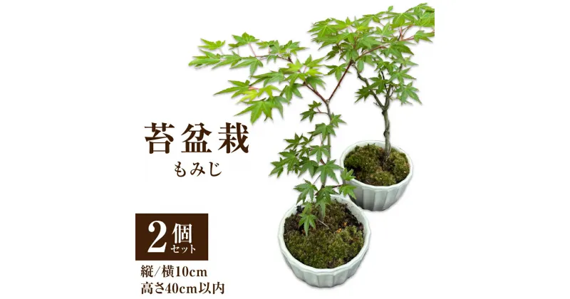 【ふるさと納税】苔盆栽 もみじ 2個セット 苔 苔玉 盆栽 観葉植物 インテリア 自然 天然 癒やし 緑 大分県 送料無料【2024年11月上旬まで発送予定】