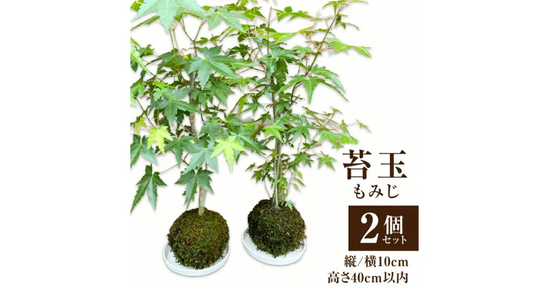 【ふるさと納税】苔玉 もみじ 2個セット 苔 苔玉 観葉植物 インテリア 自然 天然 癒やし 緑 大分県 送料無料【2024年11月上旬まで発送予定】