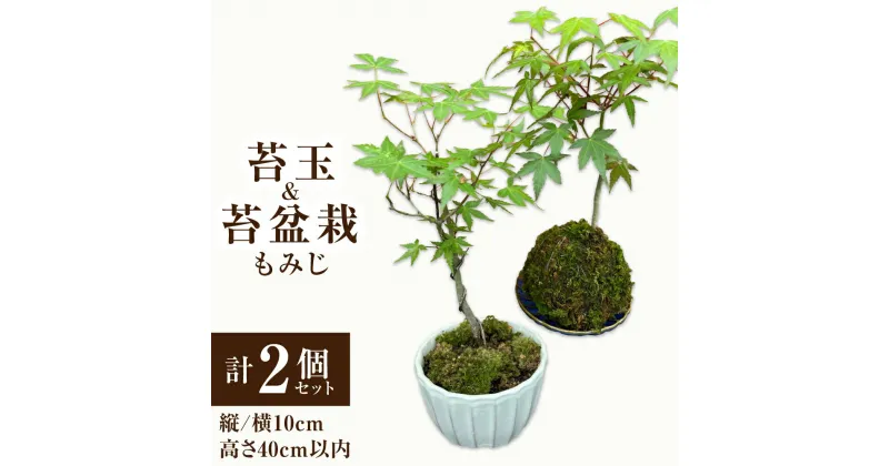 【ふるさと納税】苔玉1個 苔盆栽1個 もみじ 計2個セット 苔 苔玉 盆栽 観葉植物 インテリア 自然 天然 癒やし 緑 大分県 送料無料【2024年11月上旬まで発送予定】