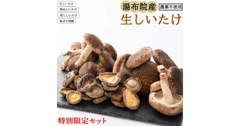 【ふるさと納税】【特別限定セット】湯布院産 生しいたけ1kg+特品しいたけ3P+乾ししいたけ100g+香ぼす胡椒｜栽培期間農薬不使用 | 新鮮 シイタケ 椎茸 きのこ 香ぼす胡椒 スパイス 調味料 限定 人気 送料無料 お取り寄せグルメ お取り寄せ グルメ 湯布院 由布院 ゆふいん